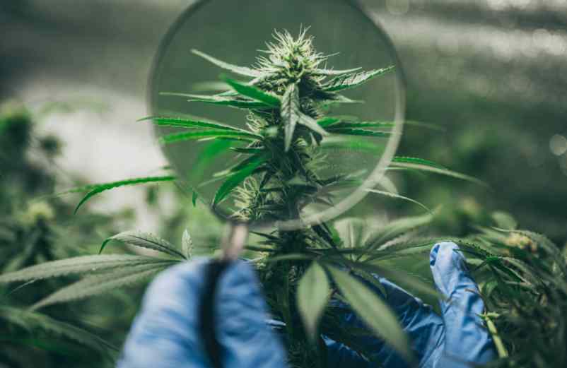 Quelle est la différence entre le CBD et le CBG ?
